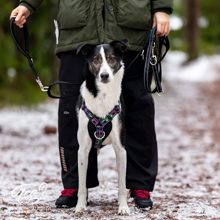 FINNERO RESCUE PITO Käsilenkki koiran valjaisiin - Musta