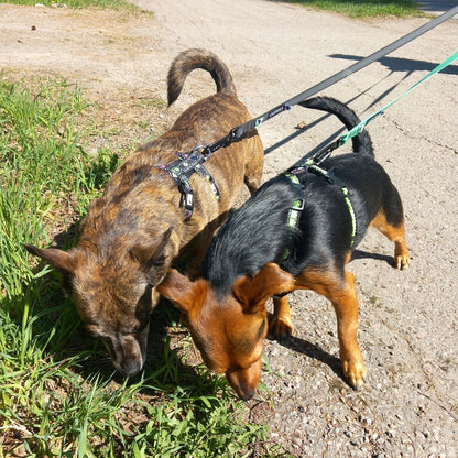 FINNERO RESCUE Valjas koiralle - Musta