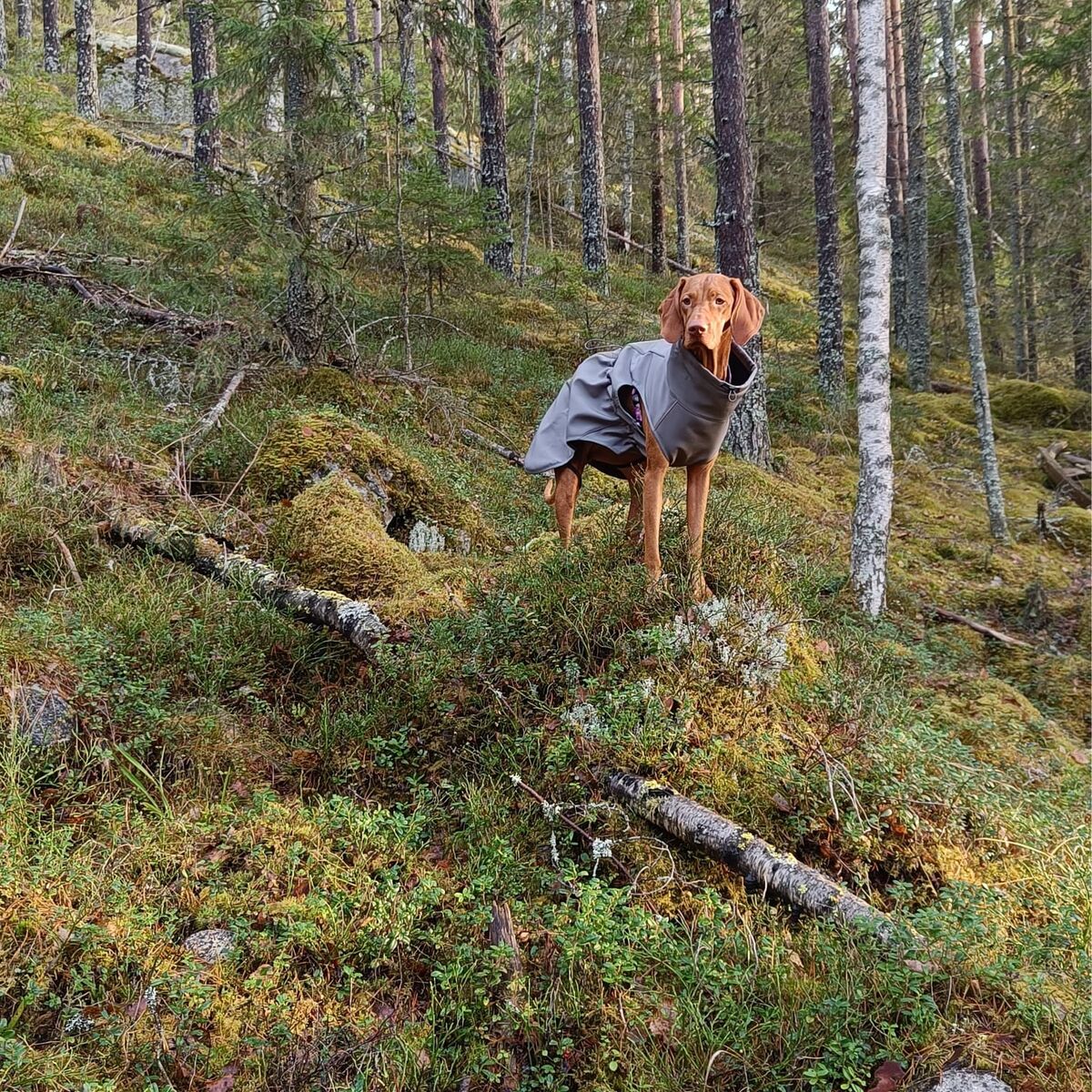 UUDISTETTU MALLI! FINNERO SPORT Softshell Takki koiralle