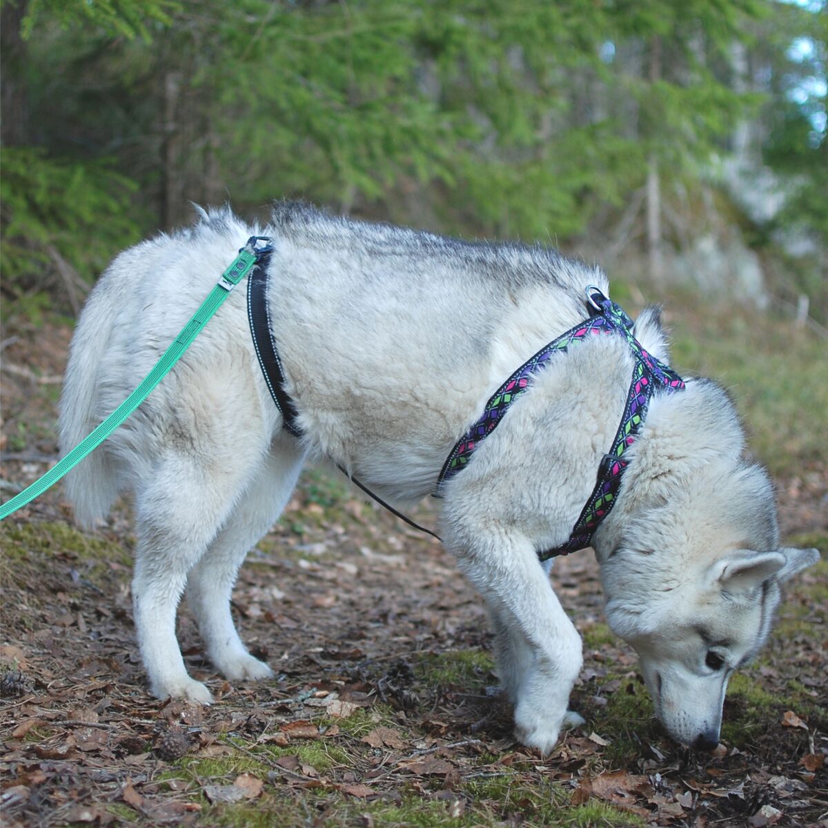 FINNERO RESCUE Valjas koiralle - Musta